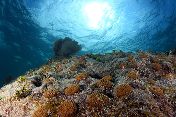 Outplantings of star coral grow at Looe Key Reef