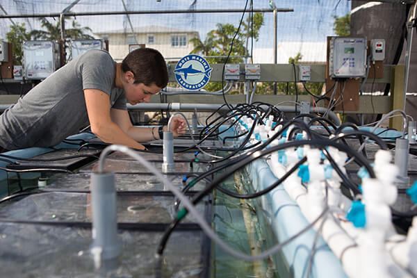 A scientist monitors growing corals