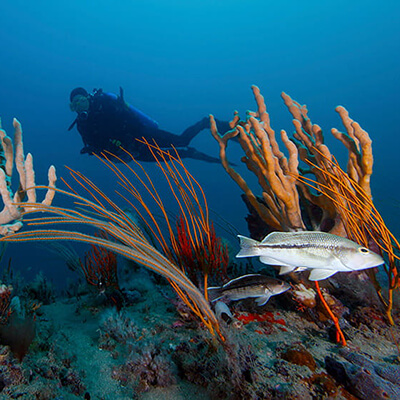 A diver swims above a reef