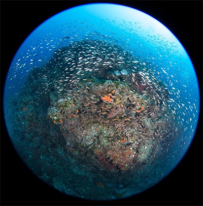 Fish eye view of a coral reef