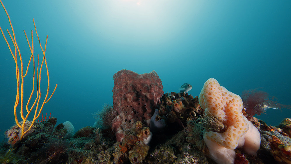 sponges and other invertebrates on the seafloor
