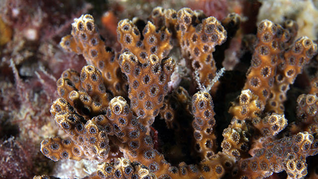 oculina coral