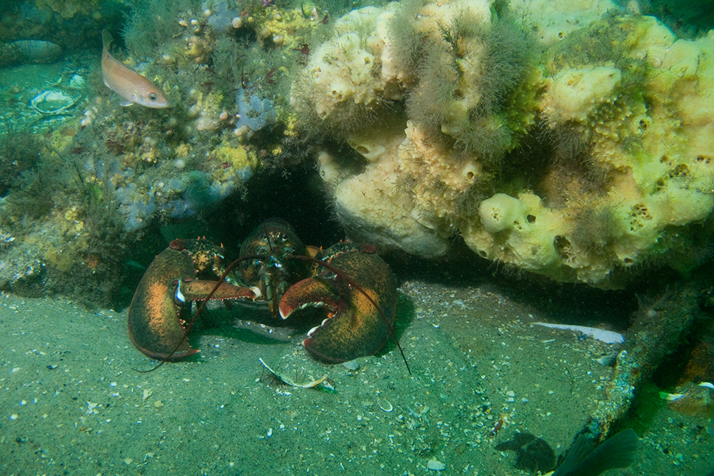 A lobster shelters in a rocky reef. Photo: D. Costa/NOAA