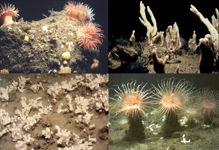 top left: boulder with attached epifauna, top right:sponge community on sand-gravel ridge, bottom right: burrowing anemones in mud-draped gravel, bottom left: sponge attached to hydroid skeletons on mud-draped gravel.
