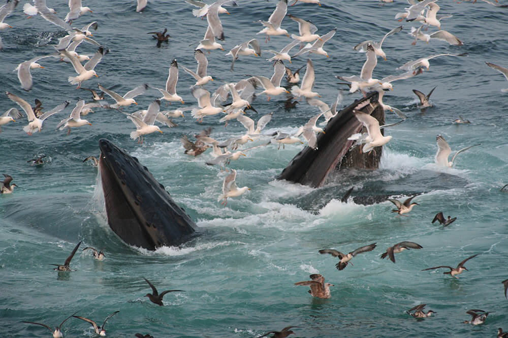 Whales gulp feeding while seabirds fly around