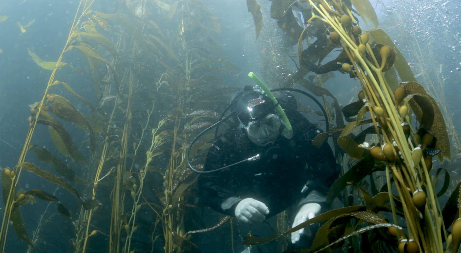 a diver swims through kelp