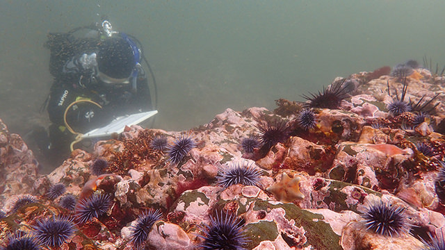diver in an urchin barren