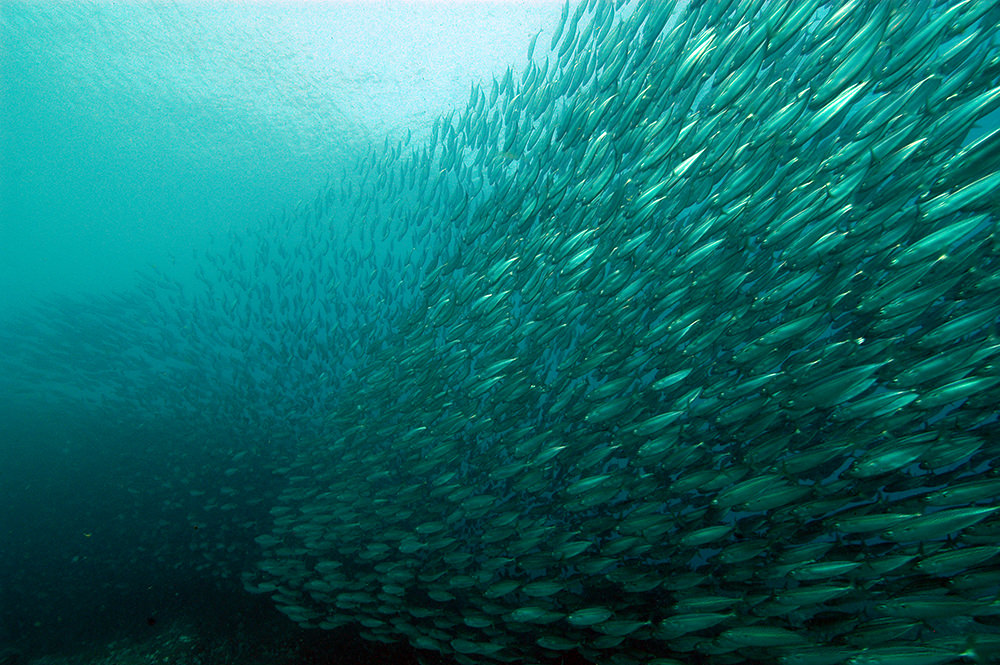 fish schooling in a bait ball