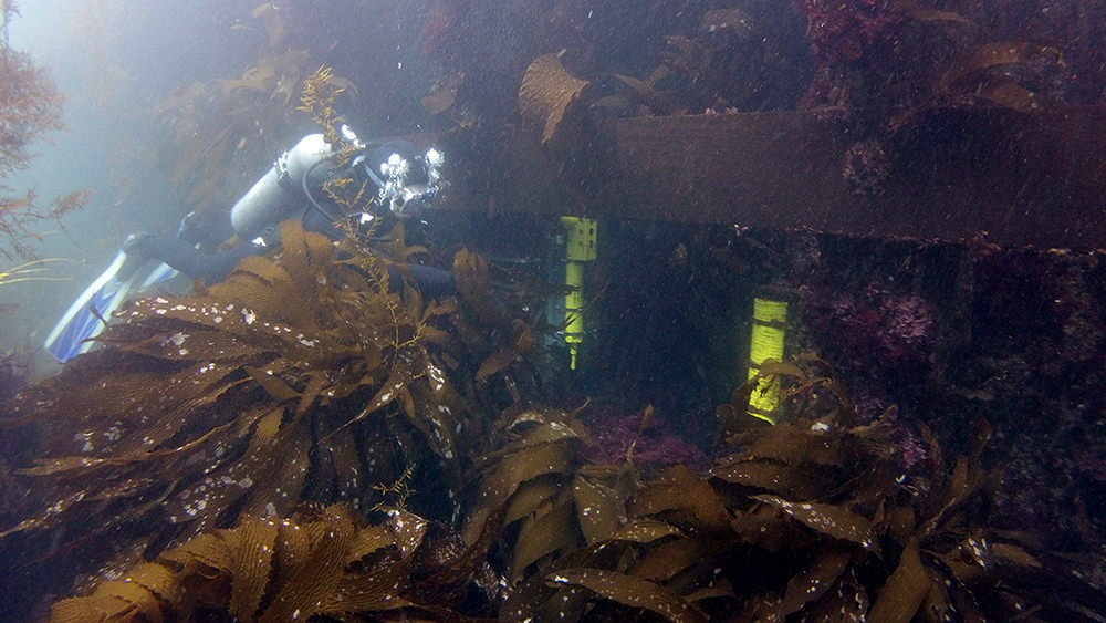 diver in a kelp forest