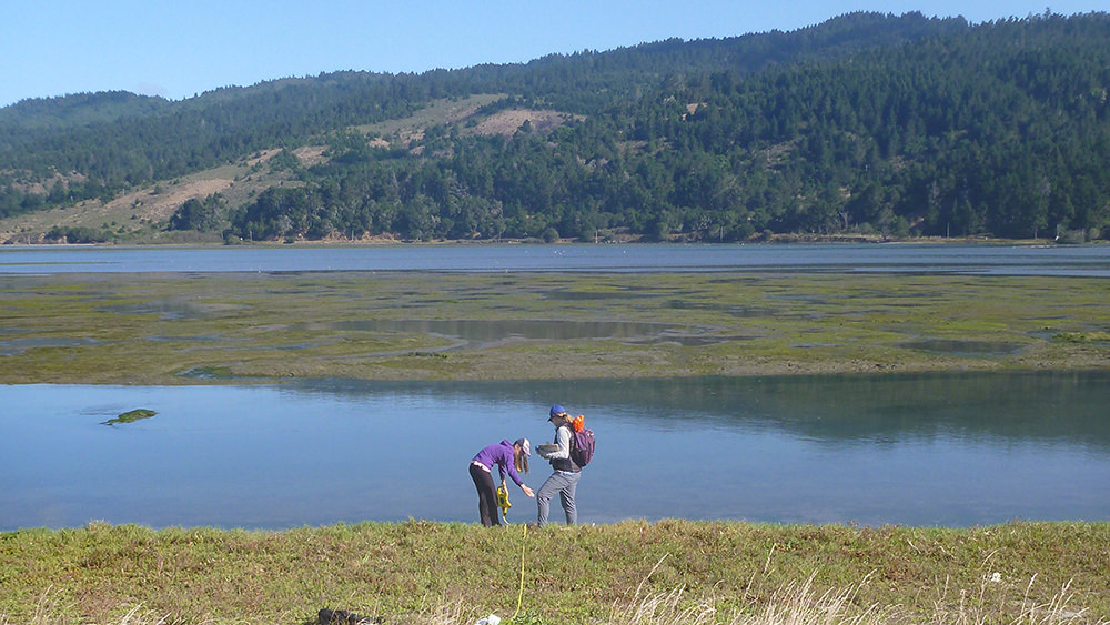 people sampling in a wetland