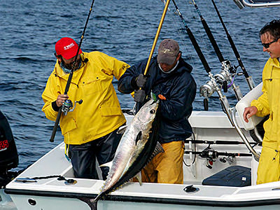 fisherman pulling fish aboard