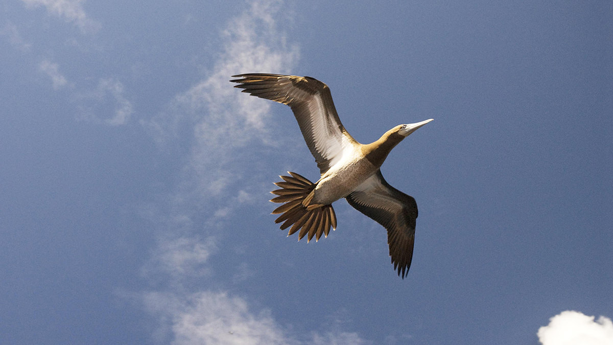 brown booby in flight