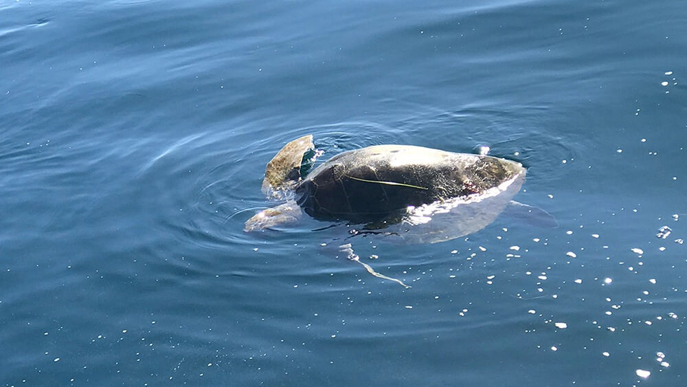 An olive ridley turtle at the surface of the water starting to dive with its head facing down into the water and its shell above the water.