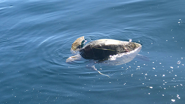 olive ridley sea turtle at the ocean surface