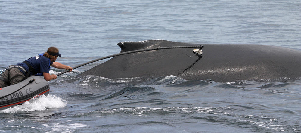 a person tagging a humpback whale