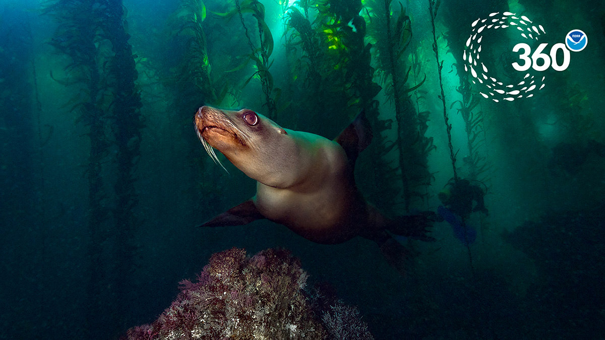 A sea lion swimming in a kelp forest