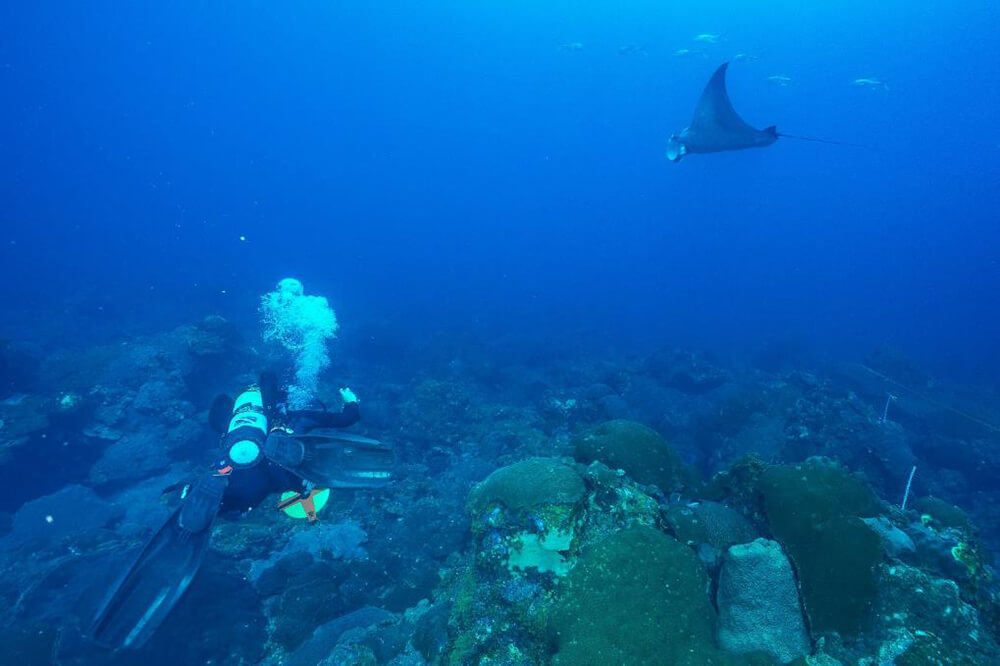 diver swim near a ray