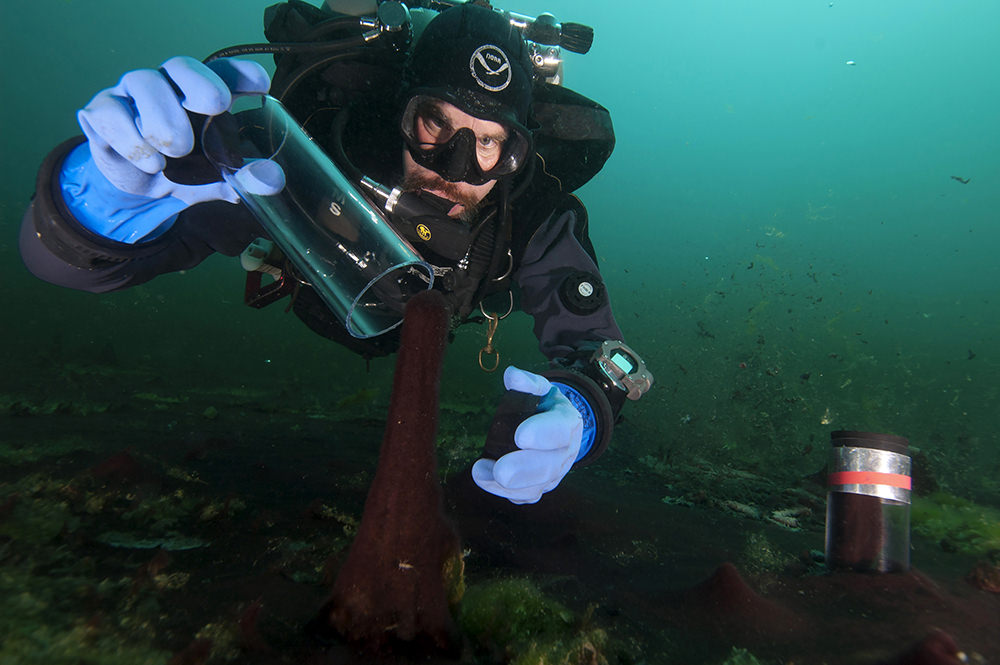 diver sampling a bacterial mat