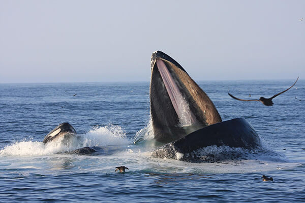Whales gulp feeding