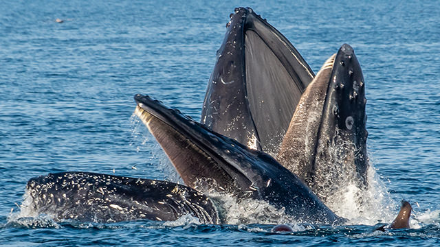 humpback whales feeding, with a sea lion nearby