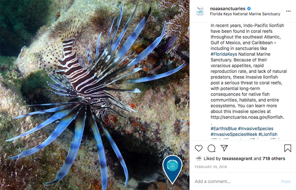 instagram post of a lionfish