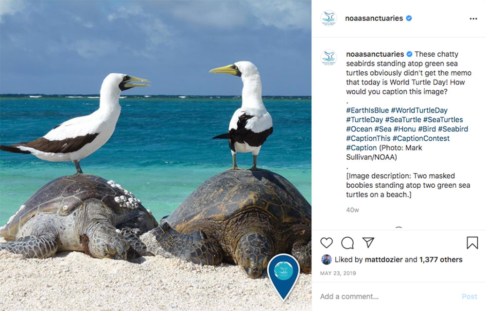 instagram post of two birds standing on two green sea turtles