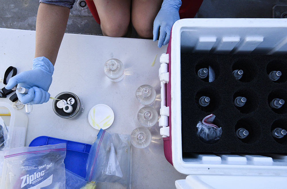 overhead view of a person pipetting samples