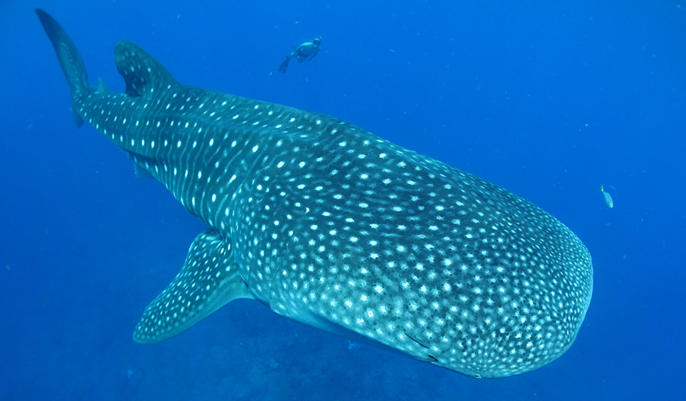 whale shark and diver