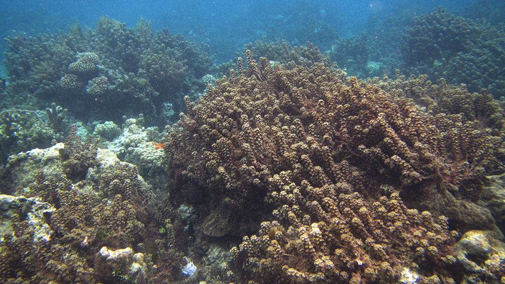 reef dominated by algae