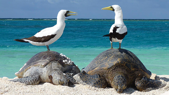 two masked boobies sitting on green sea turtles