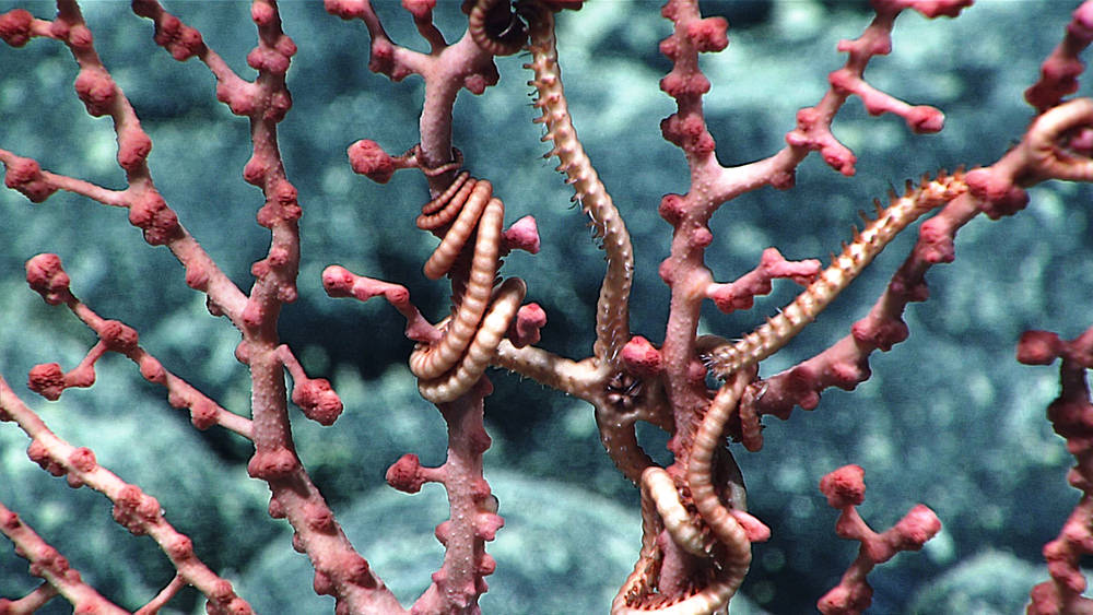 deep sea coral and brittle stars