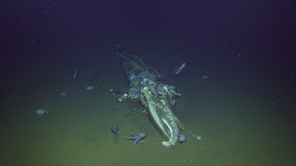 large number of octopuses inspect whale carcass on the seafloor