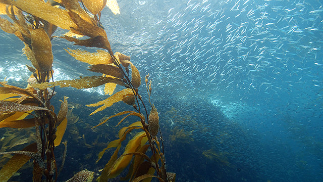many small fish swimming in a kelp forest