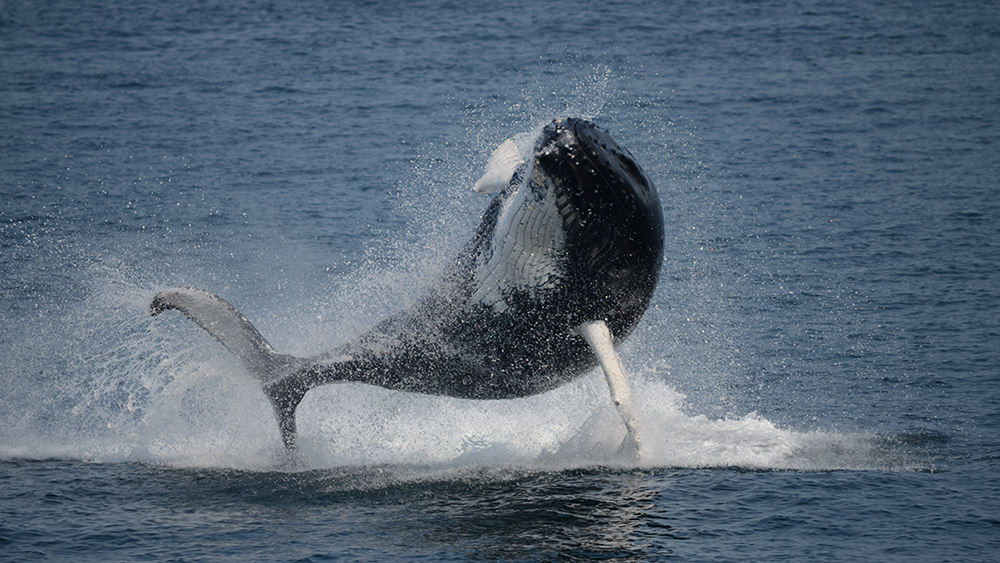 breaching humpback whale calf