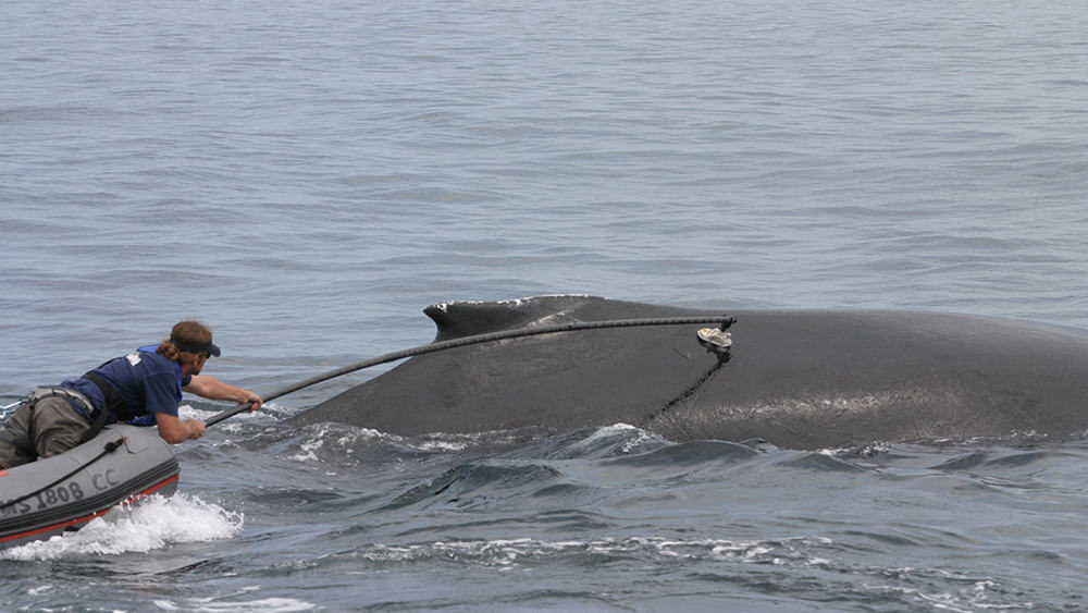 person in a boat attaching a tag at the end of a long pole to a humpback whale using a suction cup