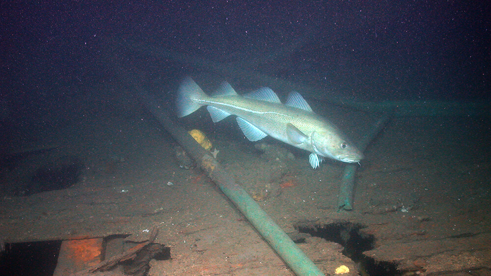 A cod swims above a shipwreck