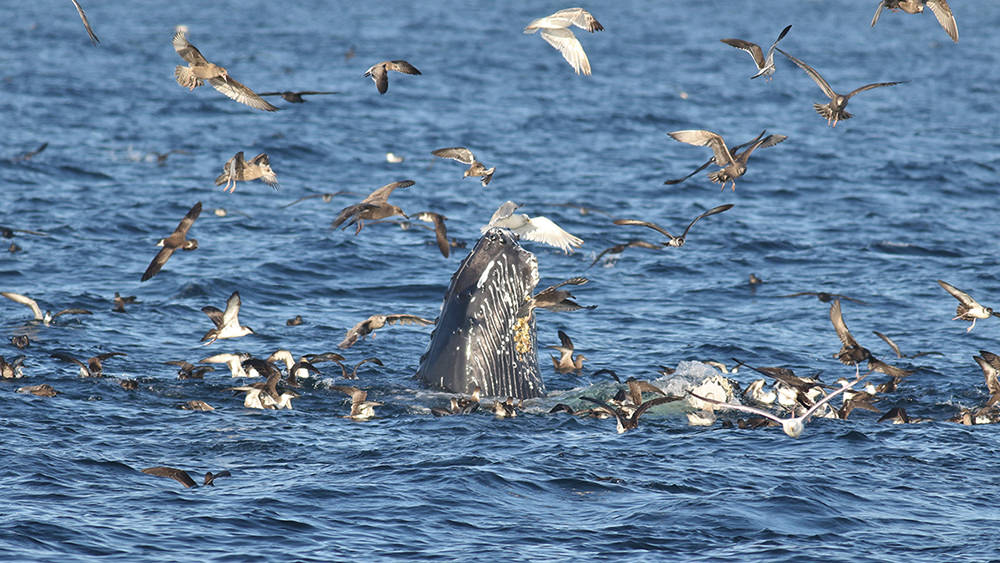 feeding humpback whales surrounded by seabirds