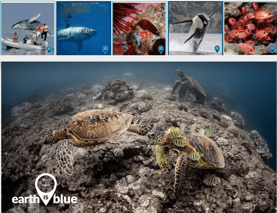 3 sea turtles lined by images of other sea creatures above