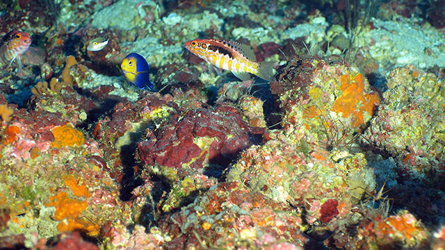 fish swimming over brightly colored corals and algae