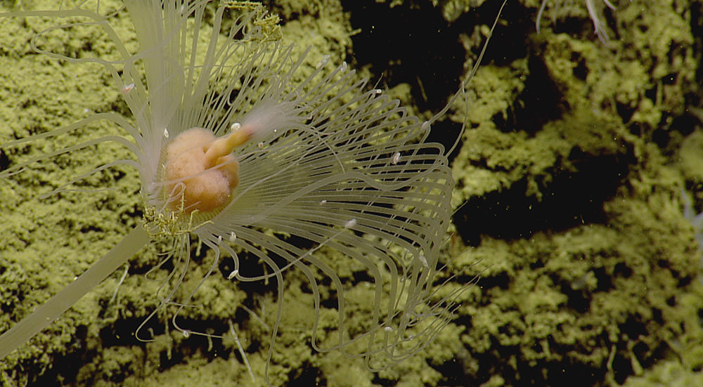 A Solitary Hydroid