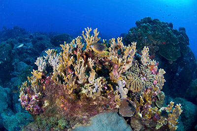 Fish swim at a brightly colored reef