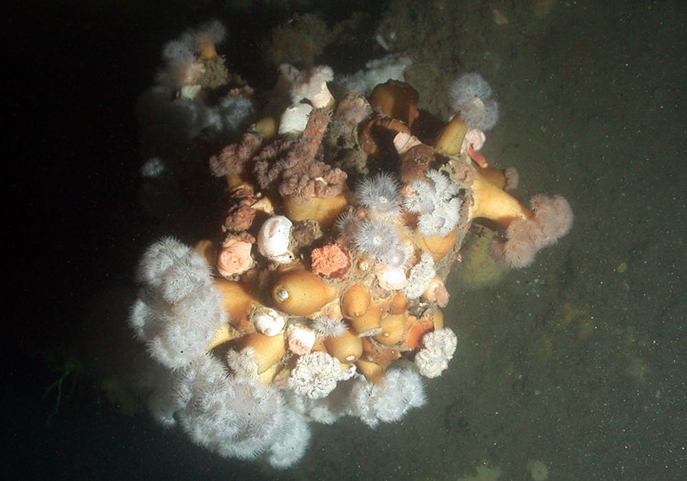 wreck of the portland covered with frilled anemones
