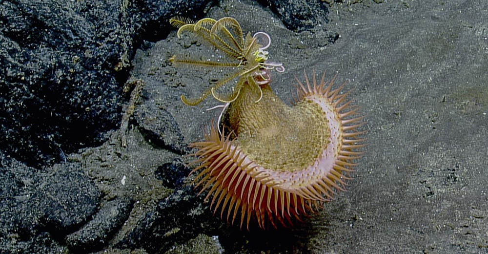 venus fly trap sea anemone