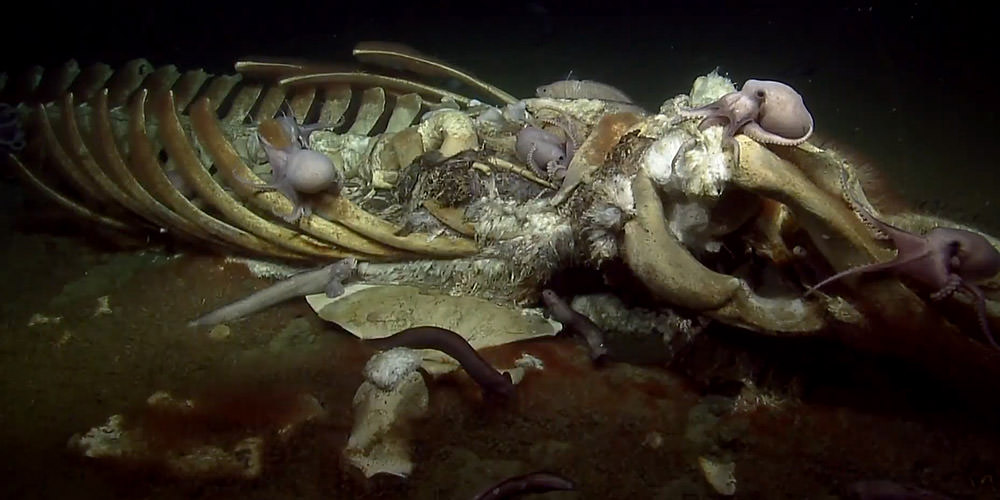 submerged whale skeleton covered in octopuses