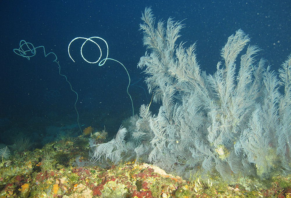 unbranched wire corals and a sea fan