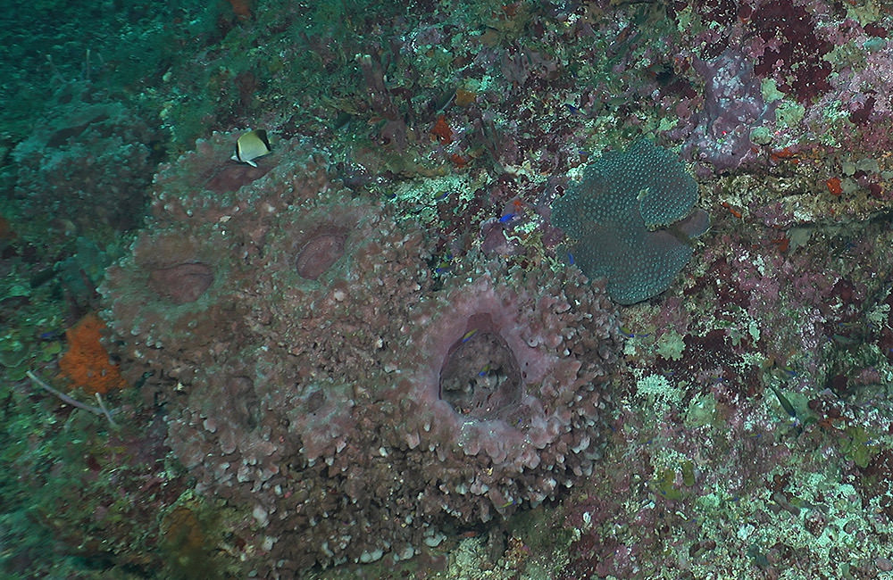 a giant barrel sponge and a species of star coral