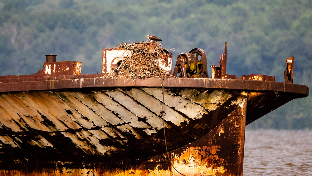 An osprey tends to its nest on a ship