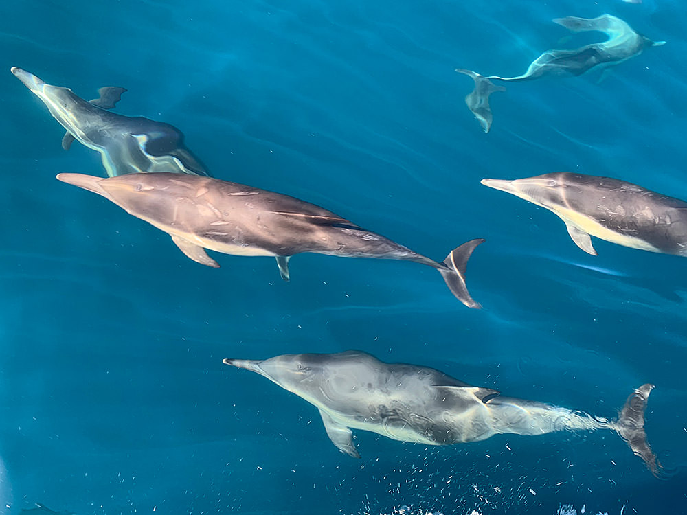 group of dolphins swimming