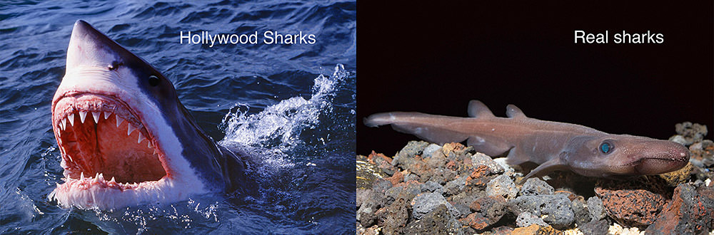 side by side images of a movie shark vs a real shark