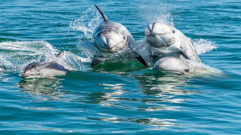 A pod of porpoises jumping out of the water.